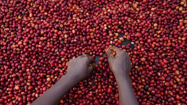 Ethiopia Bochesa Anaerobic Fermentation - Görsel 3
