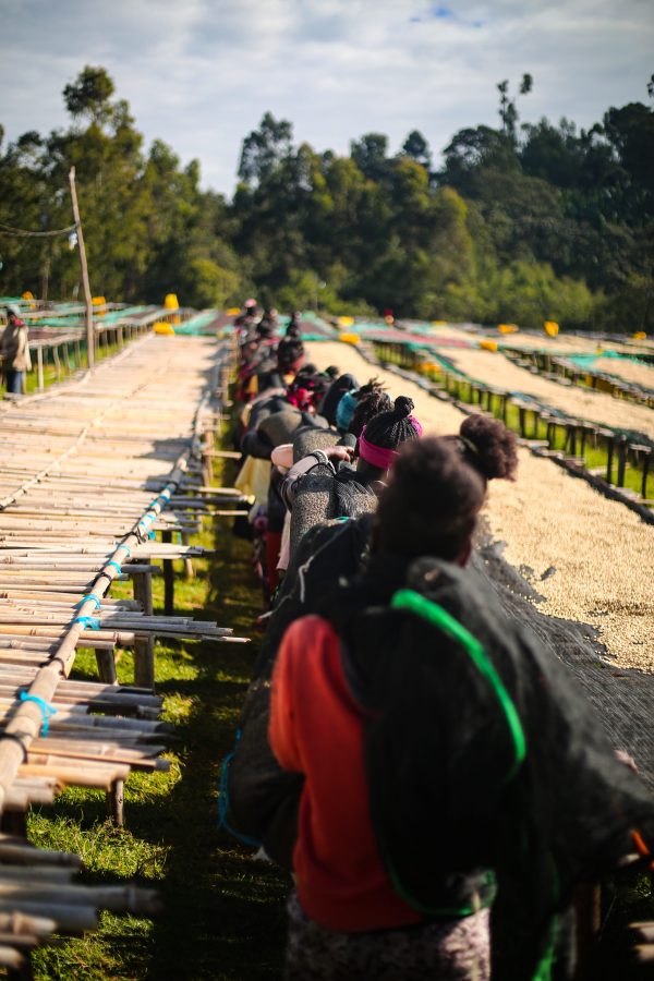 Ethiopia Shantawene Gafisse - Natural G1 - Görsel 6